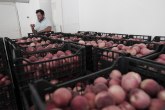 Gajba skuplja nego breskva: Niska cena voća ne pokriva ni troškove proizvodnje