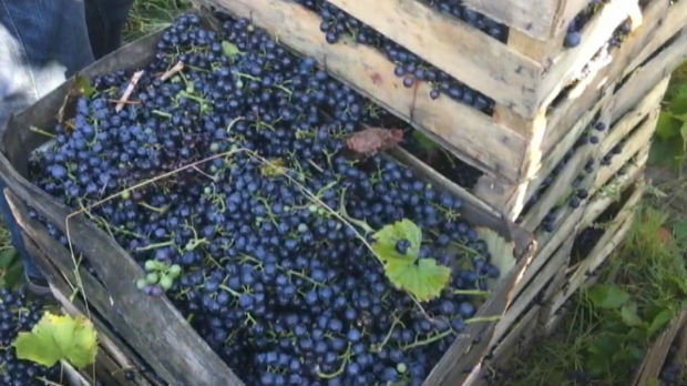 Gajbe pune grožđa raduju vinogradare i ljubitelje dobrog vina