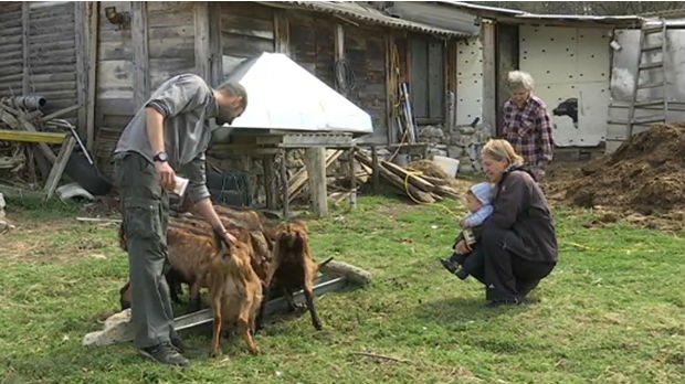 Gajenje koza umesto stresnog velegradskog života 