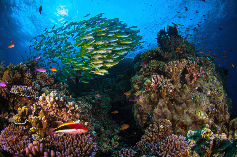 Galapagos: Otkriven prvi potpuno očuvan koralni greben sa bujnim morskim svetom