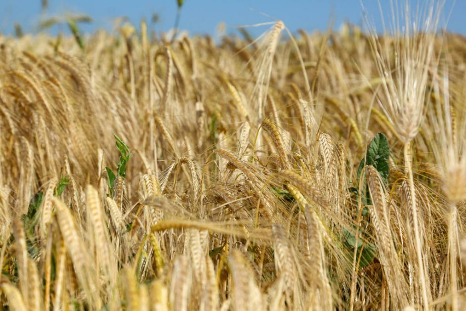 Galetin: Crnomorske luke pretrpane ukrajinskom pšenicom, a cena niska