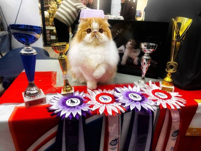 Gandi iz Niša proglašen najlepšom mačkom na međunarodnoj izložbi u Sofiji