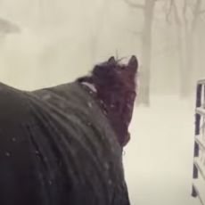 Gazdarica je pustila konje na sneg da vidi kako će reagovati - ako vas ovo ne nasmeje, ništa neće! (VIDEO)