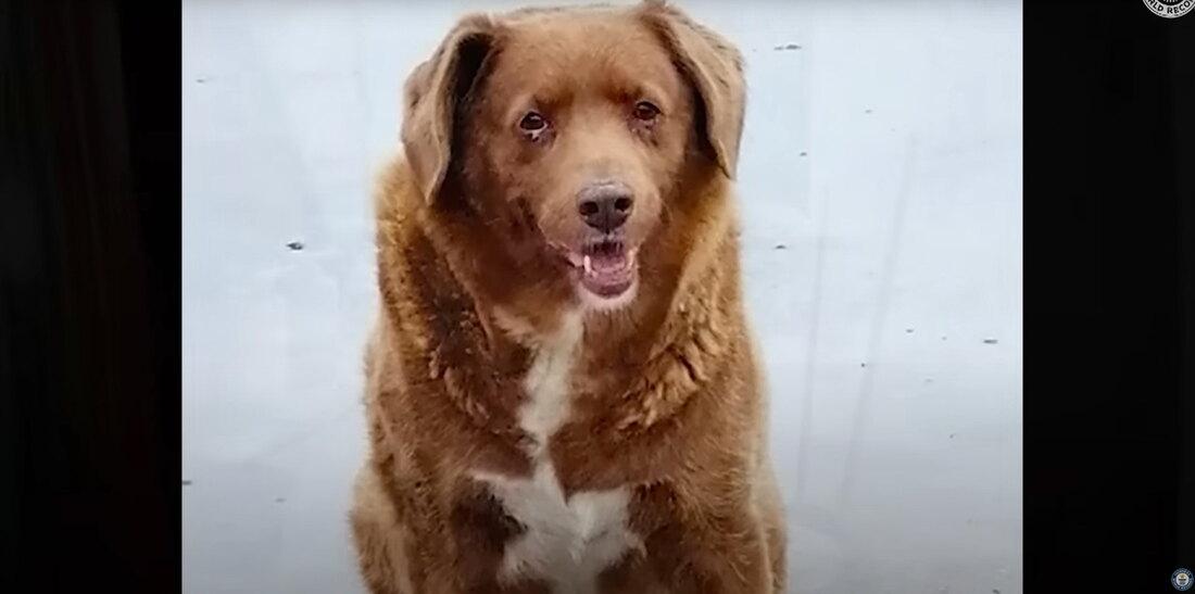 Ginis: Portugalski mastif Bobi, star 30 godina, najstariji pas na svetu ikada