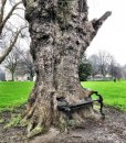 Gladno drvo, jedna od najpopularnijih atrakcija u Irskoj FOTO