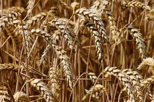 Globalna proizvodnja pšenice beleži značajan porast