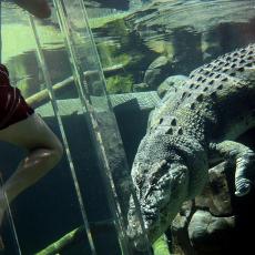Gnusan slučaj: Aligator sa nožem u glavi plivao u jezeru u Teksasu (VIDEO)