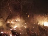 Gori šuma kod Čačka, vatrogasci sprečavaju da pređe na kuće FOTO
