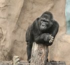 Gorila Kolo, najstarii gorila u SAD, napunila 60 godina