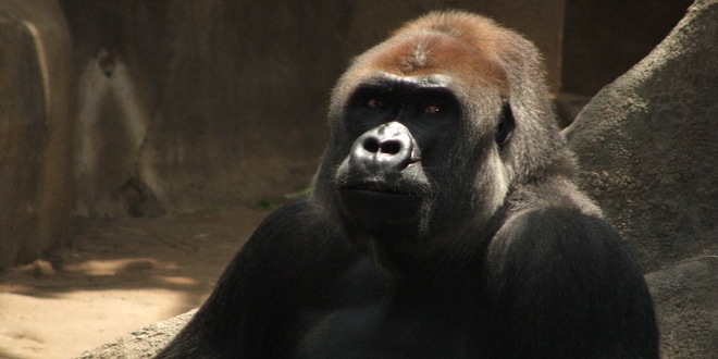 Gorile bi mogle da izumru zbog epidemije Kovid-19