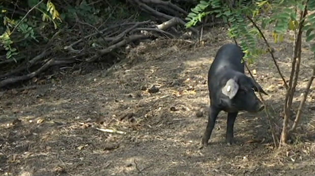 Gotovo zaboravljena crna svinja moravka ponovo se uzgaja