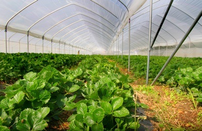 Grad Beograd raspisao četiri konkursa za dodelu subvencija za poljoprivredu