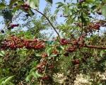 Grad Prokuplje traži rešenje da tržišno zaštiti proizvođače voća