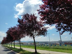 Grad Vranje daje više od 4 miliona dinara za sadnju novih drvoreda