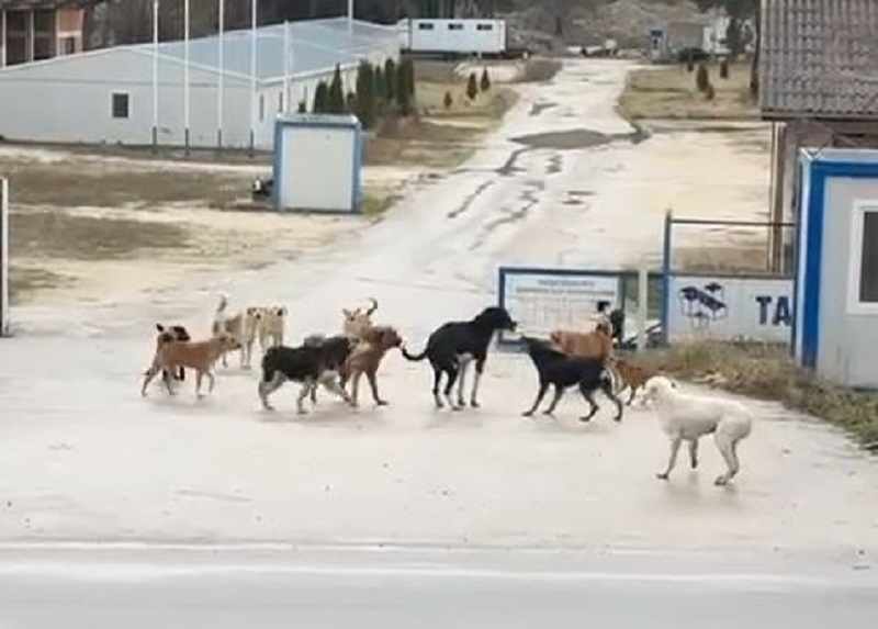 Građani Novog Pazara uznemireni – Ovo je neizdrživo, djecu ne smijemo da pustimo iz kuće (Video)