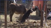 Građani se žale, svinje i koze šetaju Konjarnikom VIDEO