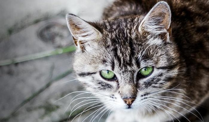 Gradonačelnica Varšave apeluje na građane da puste mačke u podrume