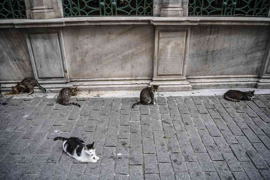 Gradski parlament Bitolja postavio zamku za mačke