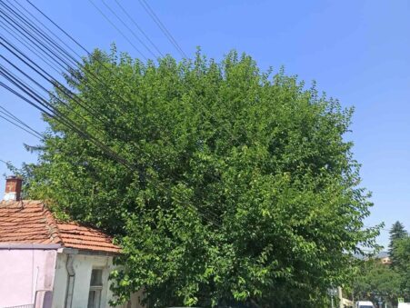 Grane pritiskaju strujne kablove u Njegoševoj u Nišu, stanari strahuju zbog varničenja i kvarova