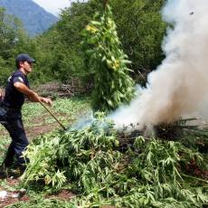 Grčka policija uništila plantazu kanabisa: Vlasnik Albanac, plantaža cvetala nekoliko godina