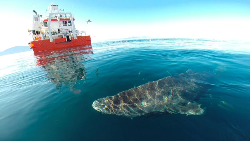 Grenlandski morski pas može da živi 400 godina