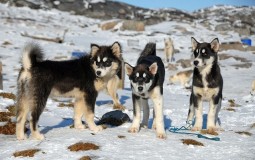 
					Grenlandski pas za vuču ugrožen zbog topljenja snega 
					
									