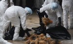 Grip kineske živine mogao bi da bude svetska bolest iks