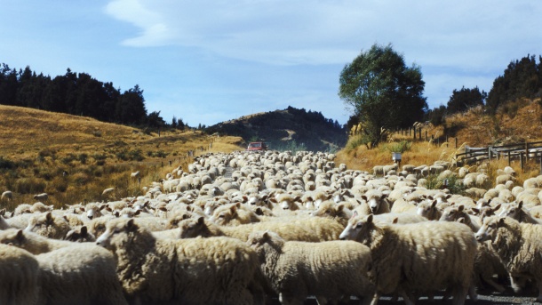 Grom ubio 21 ovcu u Nikšiću