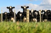 Grom ubio osam krava u Irskoj