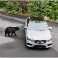 Grupa prijatelja je otišla na izlet, a onda su ugledali medveda KOJI OTVARA VRATA od Mercedesa (VIDEO)