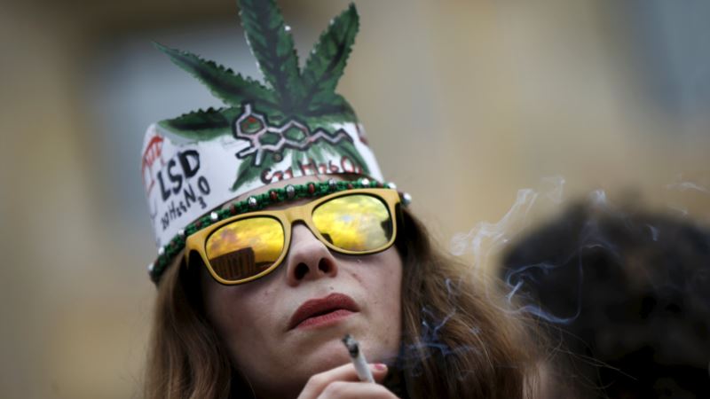 Gruzija razmišlja o izvozu marihuane, ali kažnjava upotrebu