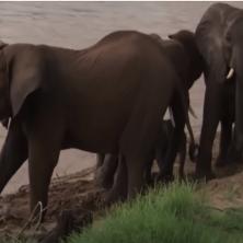 HAOTIČNA SITUACIJA U AFRIČKOJ ZEMLJI: Proglasili rat sa slonovima? Ljudi se bore sa krdom životinja pljačkaša za goli opastanak 