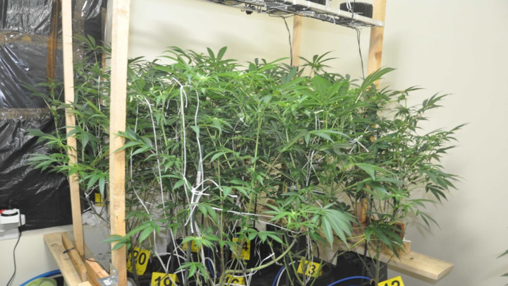 HAPŠENJE U UŽICU: Otkrivena laboratorija za uzgoj marihuane