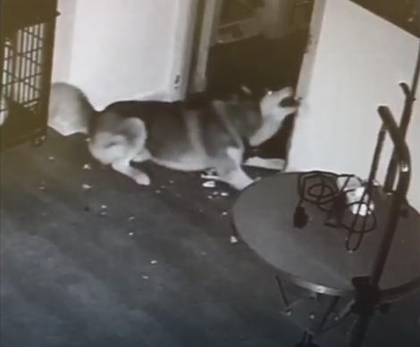 HASKI HUDINI Pas koga su zvali glupim zbrisao iz kaveza i oslobodio drugare (VIDEO)