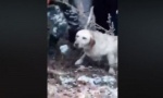 HEROJ IZ BORČE: Pogledajte kako je spasao psa iz ledene vode (VIDEO)