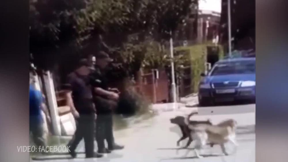 HIT! EVO ŠTA SE DEŠAVALO TOKOM HAPŠENJA KATICE JANEVE: Psi napali policajce koji su došli da odvedu makedonsku tužiteljku! (VIDEO)