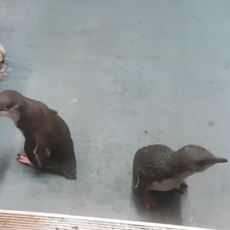 HIT! Pingvini svratili na porciju SUŠIJA, ali nisu imali da PLATE - evo kako je to IZGLEDALO! (VIDEO)