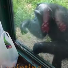 HIT VIDEO! Pametna ŠIMPANZA žickala piće od posetioca zoo vrta! (VIDEO) 