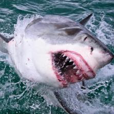 HOROR! AJKULA ZUBIMA PREPOLOVILA RONIOCA: Ribari gledali kako morski pas žvaće glavu - nije mu bilo spasa