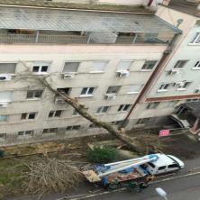 HOROR! Drvo palo na zgradu KBC Zvezdara (FOTO)