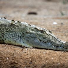HOROR NA FILIPINIMA: Krokodil izvukao dečaka (10) iz čamca i POJEO GA pred bratom i sestrom