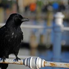HOROR NA ZVEZDARI: Pomahnitale vrane napale ženu - HITNO prevezena u Urgentni!