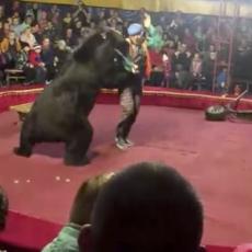 HOROR U CIRKUSU: Medved NAPAO trenera, oborio ga i GRIZAO (VIDEO)
