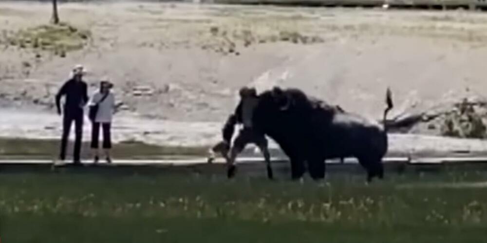 HOROR U JELOUSTONU: Porodicu u Nacionalnom parku napao bizon, muškarac spasao dete ali završio u bolnici UZNEMIRUJUĆ VIDEO