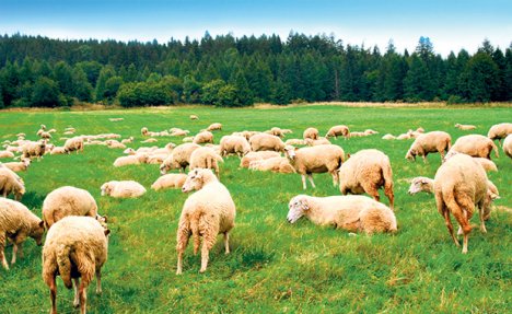 HOROR U MAKEDONIJI: Razbojnici opljačkali pastira pa ga ostavili vezanog u šumi