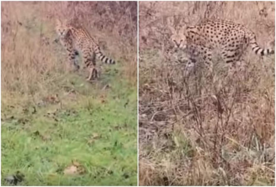 HRVATI U ŠOKU: Afrička divlja mačka snimljena kako luta poljima, a evo kako je tu dospela (VIDEO)