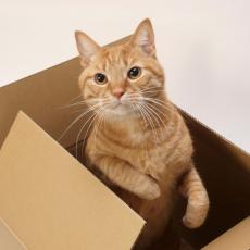 HUMANO: Svako ko udomi mačku dobije nagradu od vlasnika firme a ovi ljubimci pomažu i u kancelarijama!