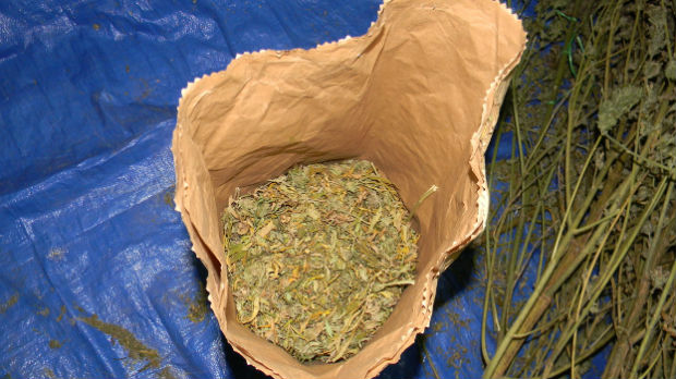 Zaplenjeno 74 kilograma marihuane u Nišu i Kraljevu