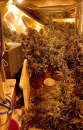 Hapšenje u Jagodini: Otkrivena laboratorija marihuane, zaplenjeno 500 biljaka FOTO