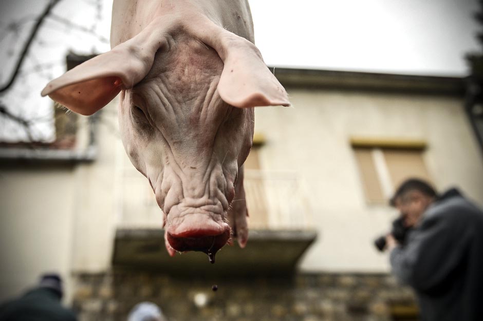 Hara svinjska kuga: Grci zabranili bugarsku svinjetinu 